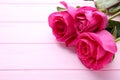 Three beautiful pink roses on pink background Royalty Free Stock Photo