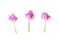 three beautiful pink tulips on a white background. Royalty Free Stock Photo