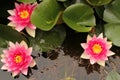 Three beautiful pink water lilies blooming in the water Royalty Free Stock Photo