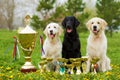 Three beautiful purebred dogs Labrador Retriever and two Golden