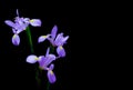 Decorative purple iris flowers on black backdrop Royalty Free Stock Photo