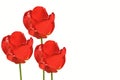 Three beautiful red bright tulips on a white isolated background close up Royalty Free Stock Photo