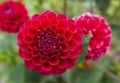 Three beautiful red dahlia flowers Royalty Free Stock Photo