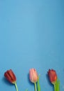 Beautiful Red and Pink Tulips on Blue Background Royalty Free Stock Photo