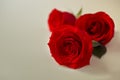 Three beautiful red rose flowers made with color filters for ba