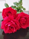 Three beautiful red rose with stems and green leaves image studio decoration