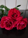 Three beautiful red rose with stems and green leaves image studio decoration