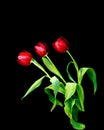 Three beautiful red tulips Royalty Free Stock Photo