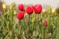 Three red tulips closeup in a flowerbed