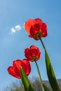 Three beautiful red tulips, photographed from below, with a blue sky and mountain horizon in the background. Royalty Free Stock Photo