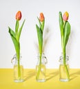 Three beautiful red yellow tulip flower in a glass bottles on a white yellow background with a shadow. Front view and copy space