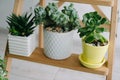 Three beautiful room succulents on a wooden shelf Royalty Free Stock Photo
