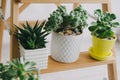 Three beautiful room succulents on a wooden shelf Royalty Free Stock Photo