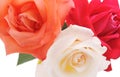 Three beautiful roses Royalty Free Stock Photo