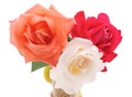 Three beautiful roses Royalty Free Stock Photo