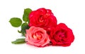 Three beautiful roses Royalty Free Stock Photo