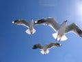 Three Beautiful Seagulls in Full Flight Overhead. Royalty Free Stock Photo