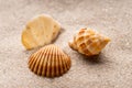 Three beautiful shells lying on the sand Royalty Free Stock Photo