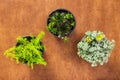 Three succulent plants on leather background Royalty Free Stock Photo