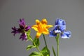 Three beautiful summer wildflowers closeup. Environment.