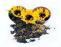 Three beautiful sunflowers and black seeds with two wooden spoons Royalty Free Stock Photo