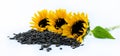 Three beautiful sunflowers and black seeds on a white background Royalty Free Stock Photo