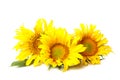 Three beautiful sunflowers isolated on white Royalty Free Stock Photo