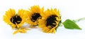 Three beautiful sunflowers on a white background Royalty Free Stock Photo