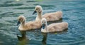 Beautiful Swan cygnets Royalty Free Stock Photo
