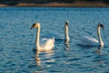 Three beautiful Swans In the blue Lake