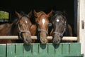 Three beautiful thoroughbred horses looking over the barn door