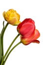 Three beautiful tulip flowers isolated on a white background Royalty Free Stock Photo