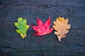 Three beautiful and vibrant autumn leaves Royalty Free Stock Photo
