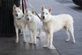 Three beautiful white dogs with ice blue eyes tied to a trash can outside a store while their master shops - looking straight at