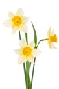 Three beautiful white narcissus flowers and bright green leaves close-up on a white isolated background Royalty Free Stock Photo