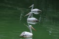 three beautiful white pelicans with large beak and long neck, Pelecanus swim in beautiful green lake, sea, fish in water, concept Royalty Free Stock Photo