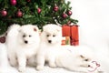 Three beautiful white puppy playing under the Christmas tree Royalty Free Stock Photo