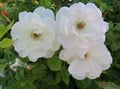 Beautiful, white roses growing in an outdoor garden