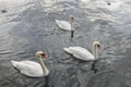 Three beautiful white swans floating in Limmat river, Zurich Switzerland Royalty Free Stock Photo