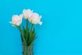 Three beautiful white tulips with green leaves in translucent vase on blue background