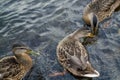 Three wild ducks on the river are fighting Royalty Free Stock Photo