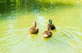Three beautiful wild ducks in the water Royalty Free Stock Photo