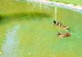 Three beautiful wild ducks in the water Royalty Free Stock Photo