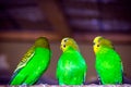 Three beautiful yellow-green parrot Royalty Free Stock Photo