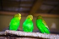 Three beautiful yellow-green parrot Royalty Free Stock Photo