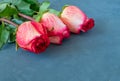 Three beautiful yellow-red roses lie on a dark blue background Royalty Free Stock Photo