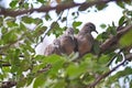 Three Zebra Doves huddle on a branch. Royalty Free Stock Photo