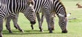 Three beautiful zebras together Royalty Free Stock Photo
