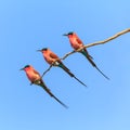 Three bee eaters sitting on a branch