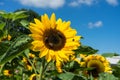 Three bee and one fly sitting on sunflower